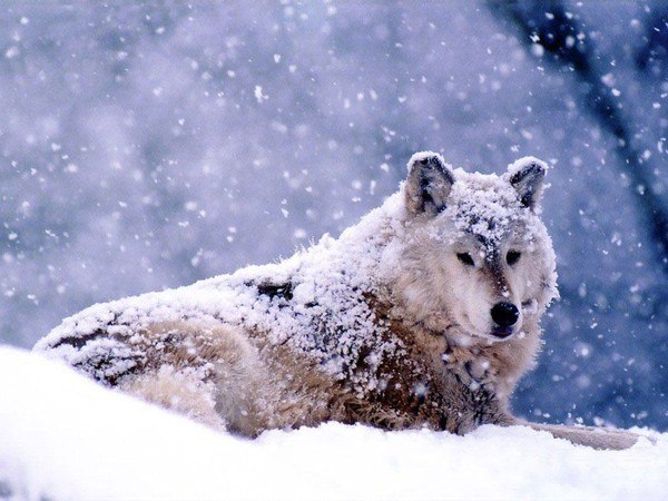 Алексей Десото | 