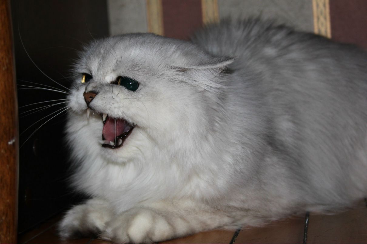 Анна Тимофеева | Струги Красные