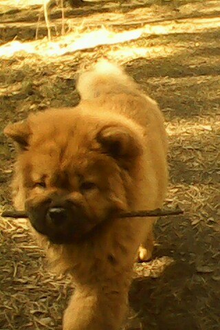 Александра Ялалова | Трехгорный