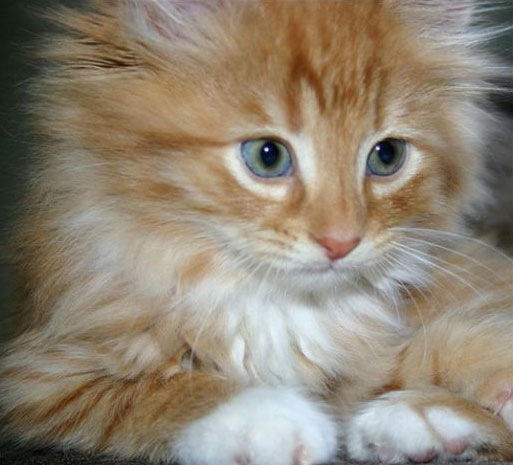 №79, Мария Никитина, 35 лет, Кемерово №79, Мария Никитина, 35 лет, Кемерово