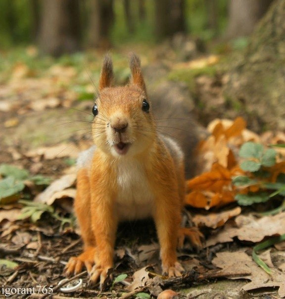 Маргарита Кириллова ~★~★~★ | Санкт-Петербург