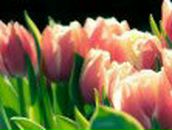 Татьяна Колясникова | Челябинск