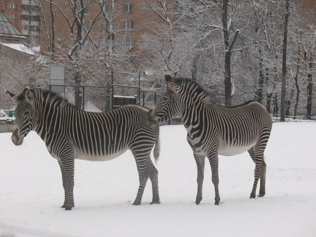 Ольга Купреева | Москва