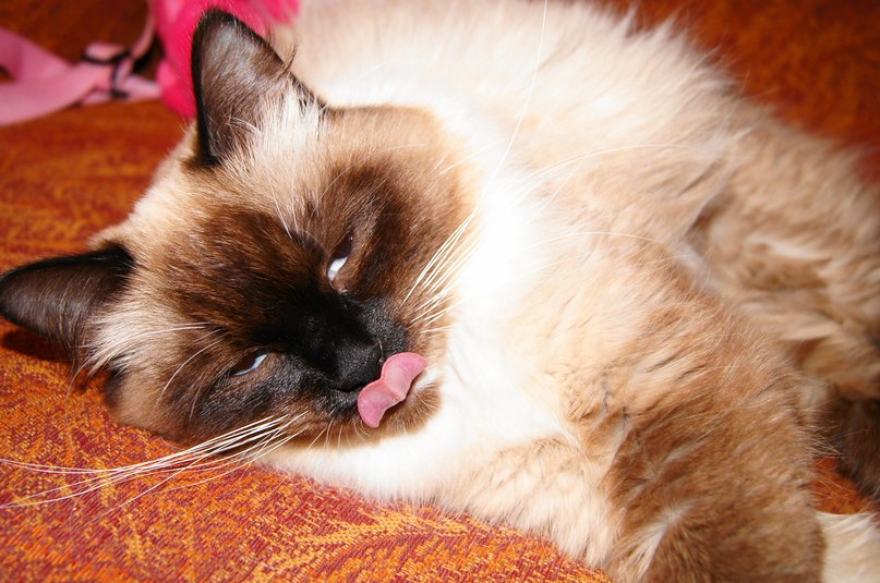 Настя Иванова | Санкт-Петербург