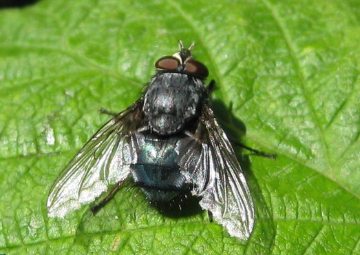 Елена Шабалдина | Тюмень