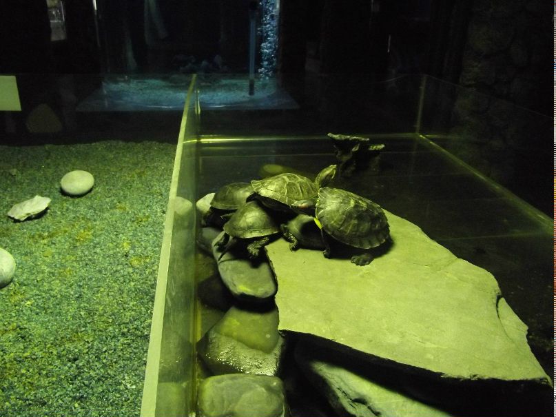 Андрей Жгулёв | Санкт-Петербург