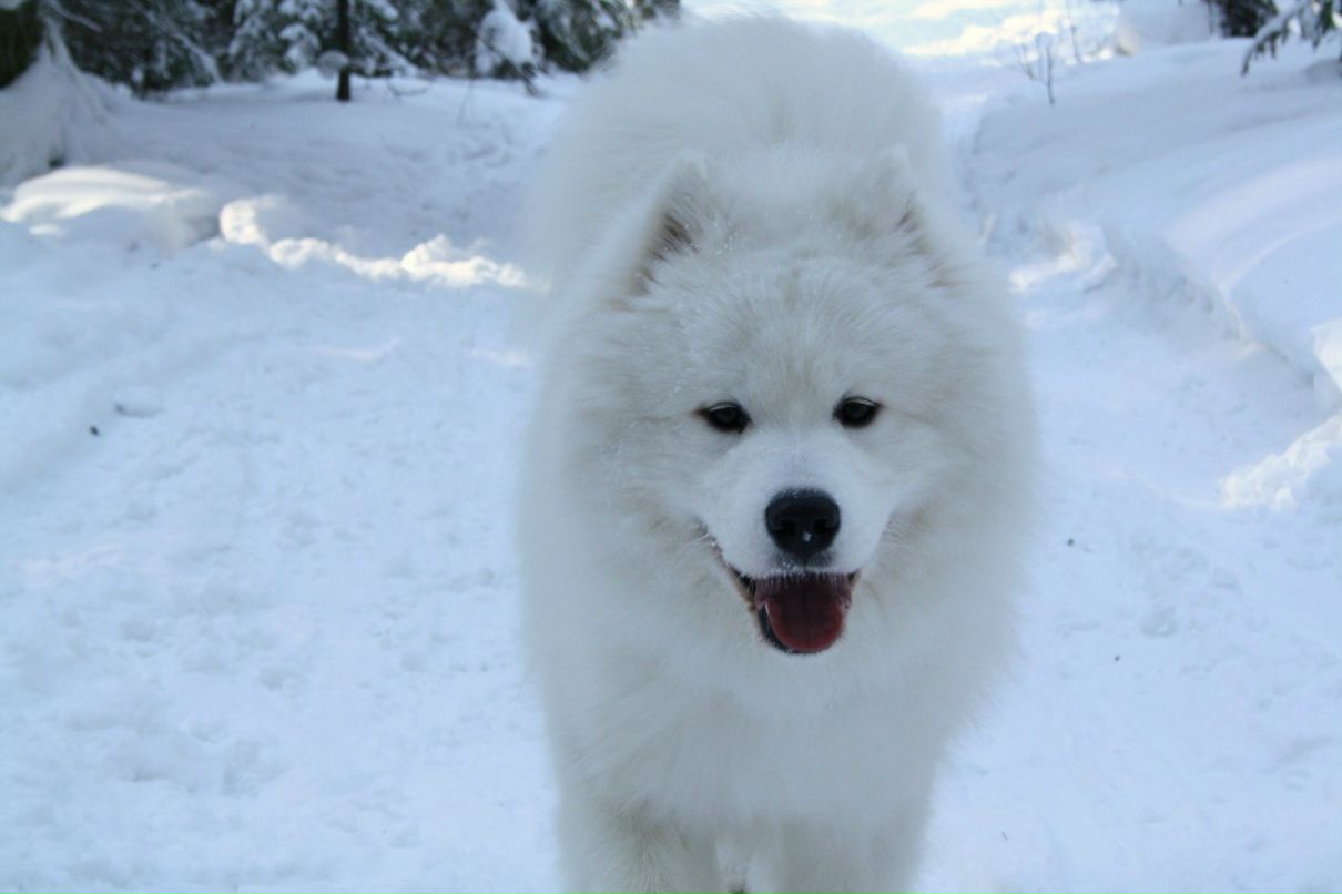 Катерина Свалова | 