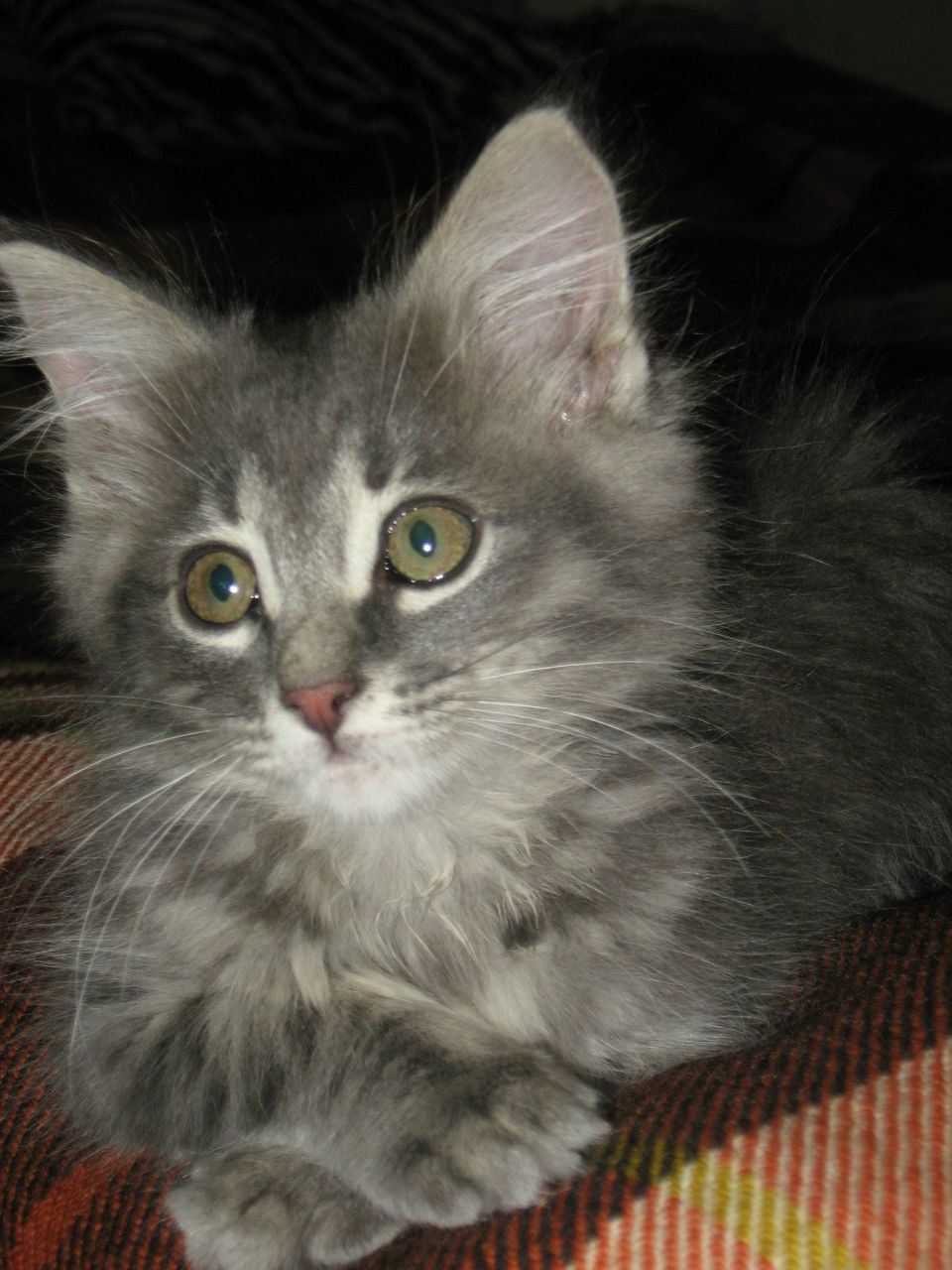 Анна Koshkaannet | 