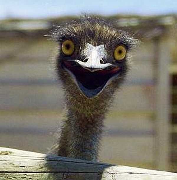 Андрей Вратский | Курск