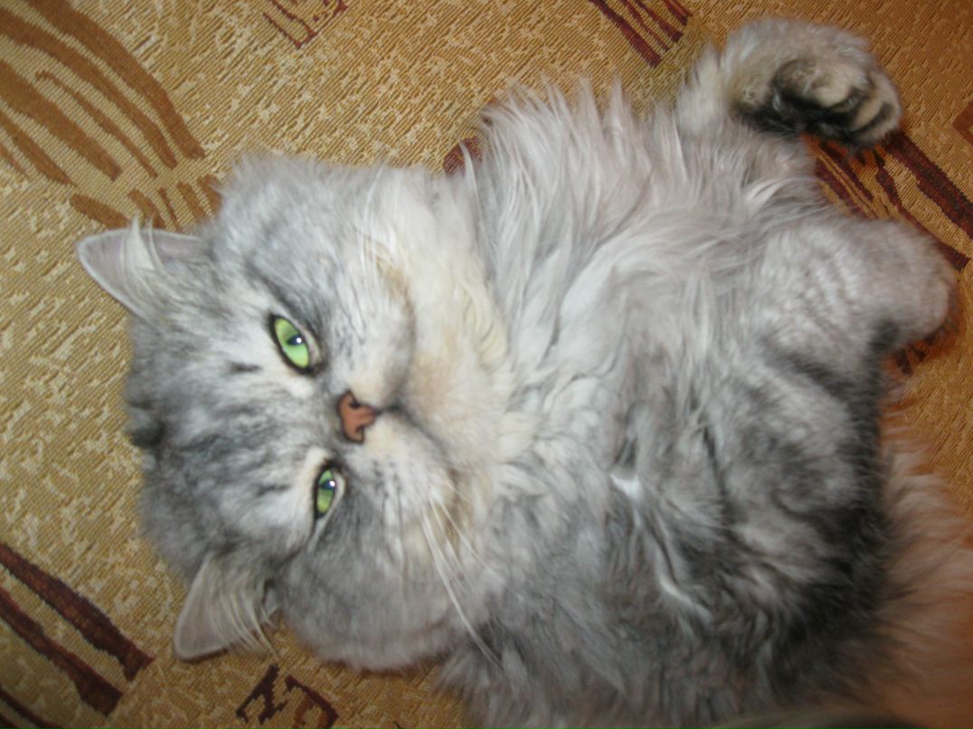 Татьяна Толмачева | Курск