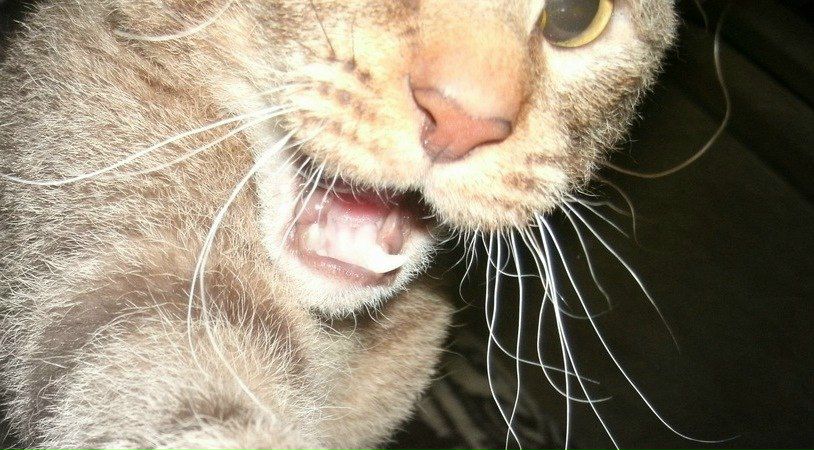 Екатерина Шинкевич | Санкт-Петербург