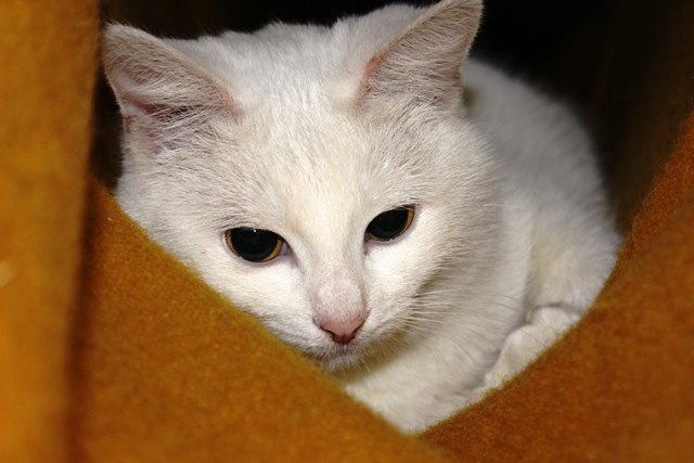 Катерина Колонович | Киев