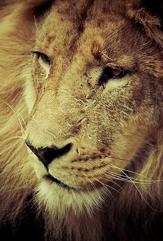 Вова Мартиросян | Новосибирск