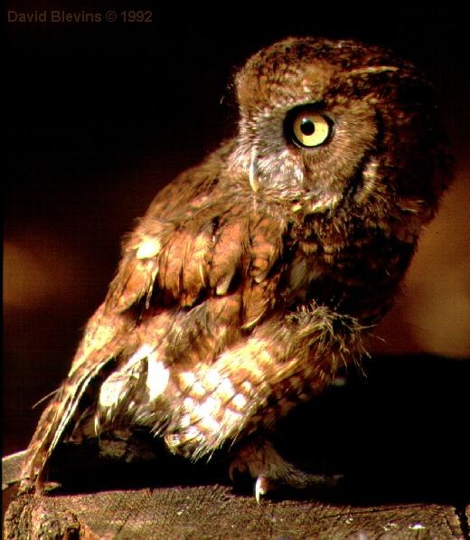 Настя Цибизова | Москва