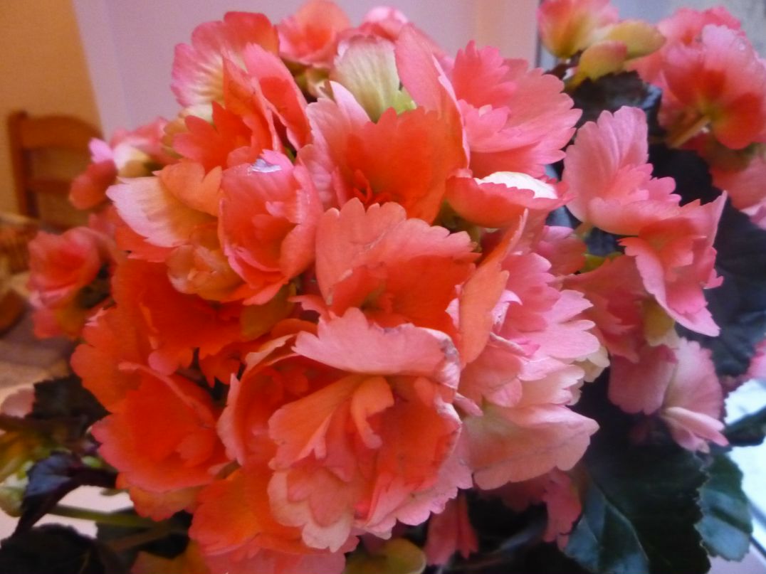 Лариса Камбур | Санкт-Петербург