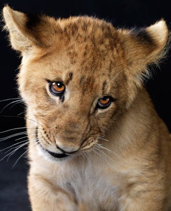 Дмитрий Радченко | Севастополь