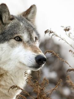 №57, Вера Попова, Воронеж №57, Вера Попова, Воронеж