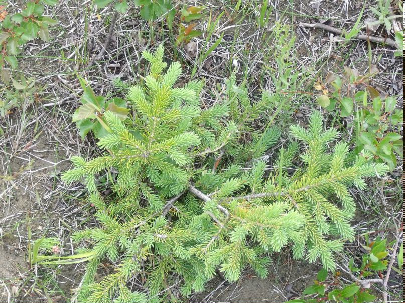 Лариса Науменко | Ворожба