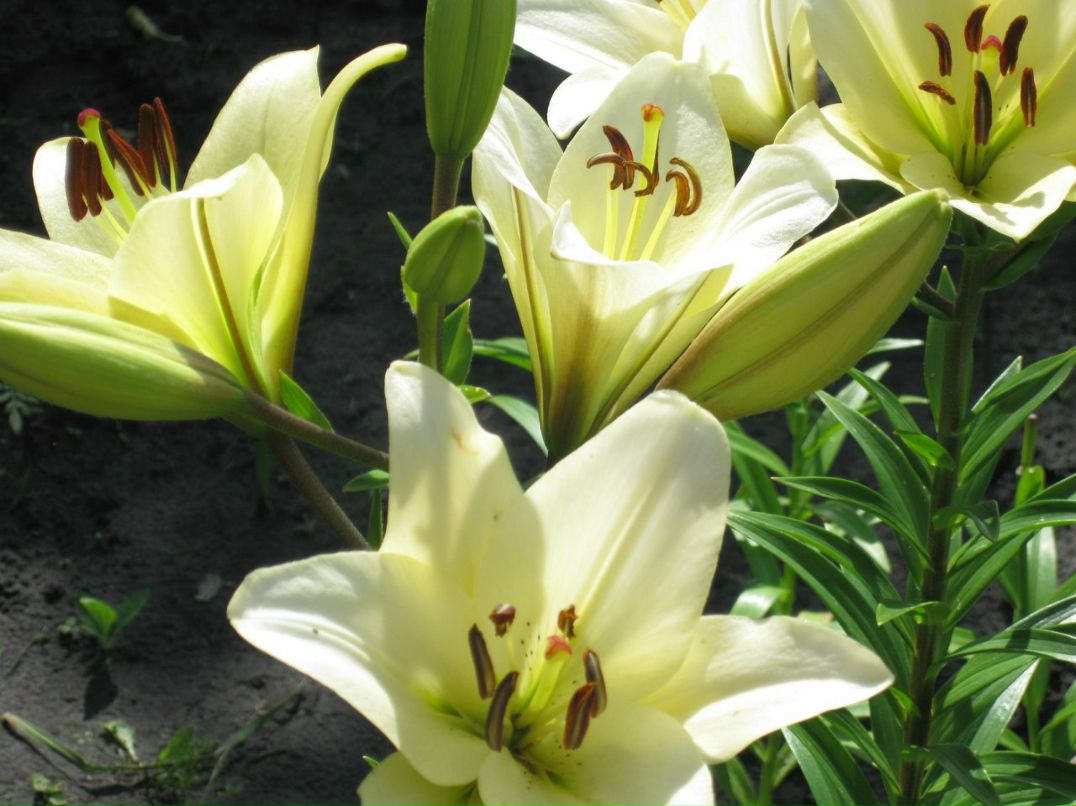 Оксана Гончарова | Санкт-Петербург