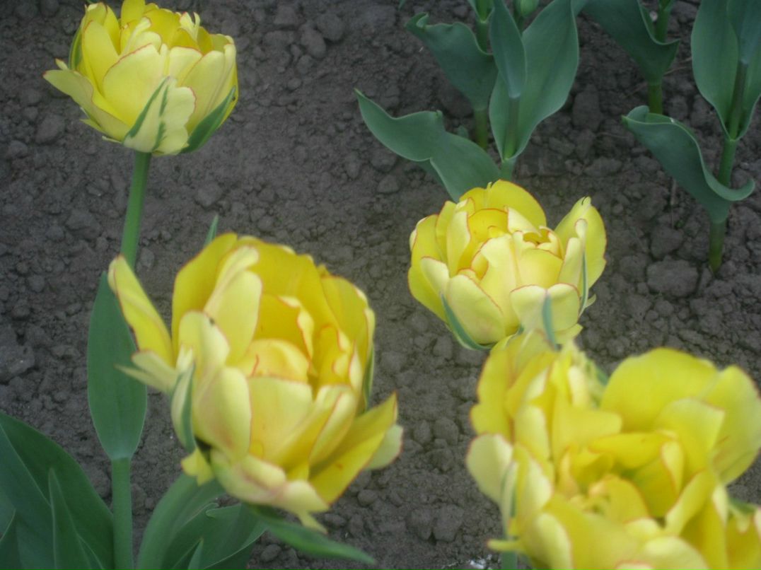 Оксана Гончарова | Санкт-Петербург