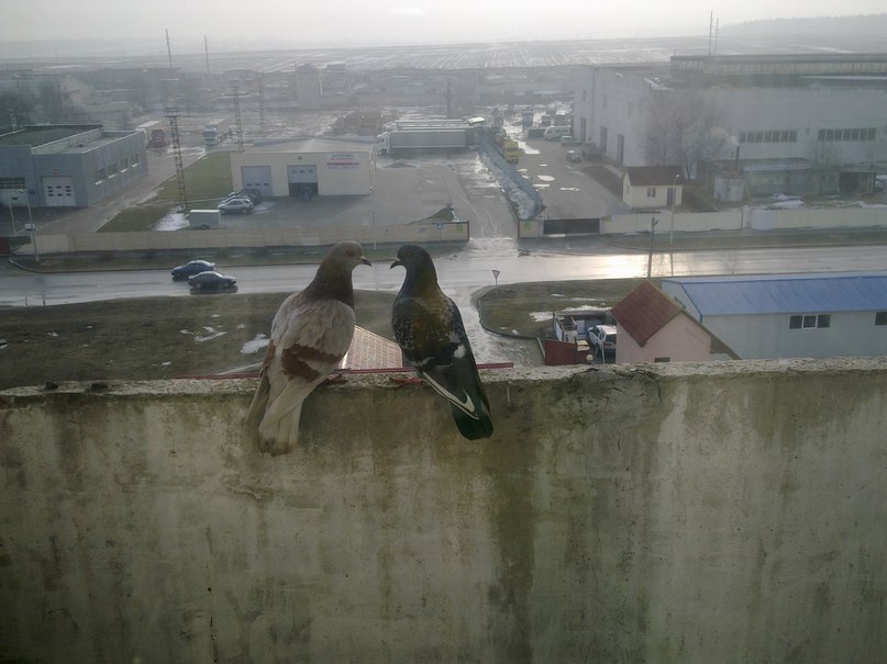 Антон Плаксин | Минск