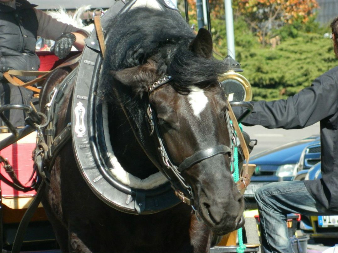 Ксения Никифорова | 