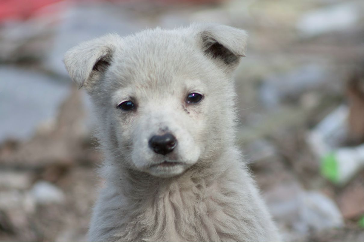 Сергей Карасевич | Киев