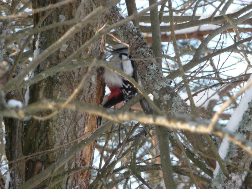 Elena Hohlova | Выборг