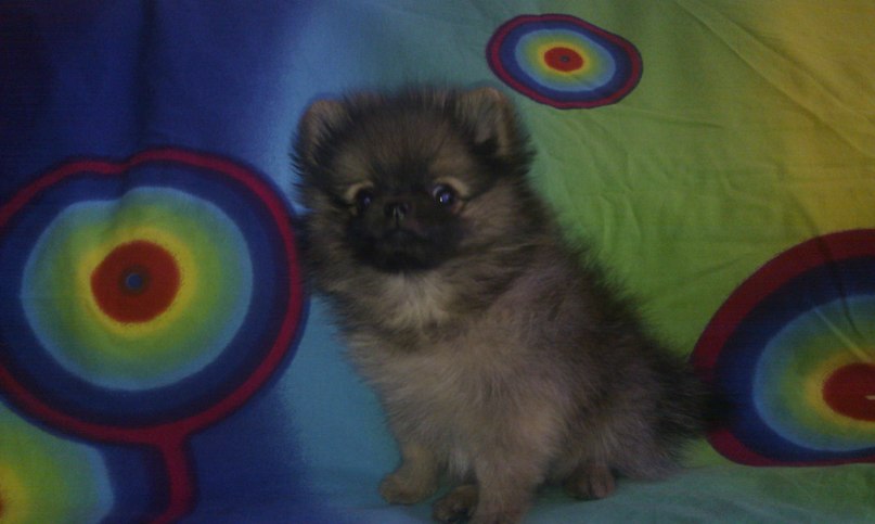 Алиса Парамохина | Москва