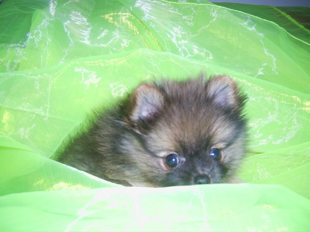 Алиса Парамохина | Москва