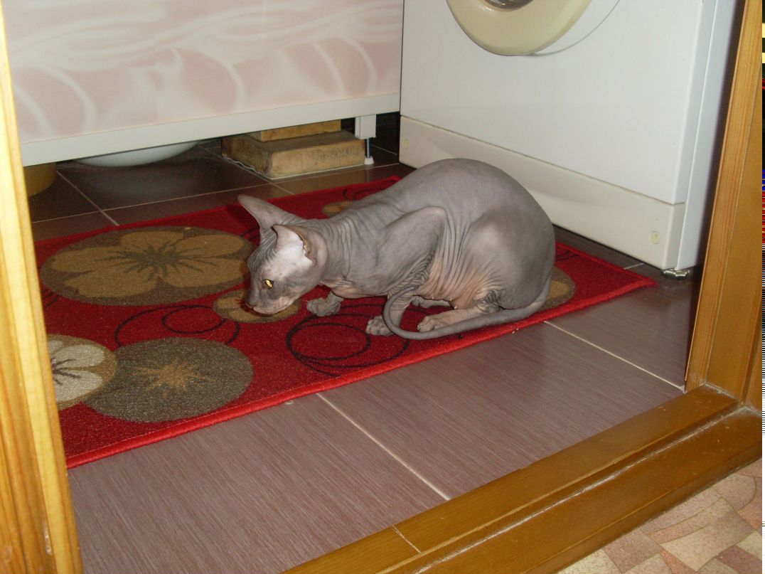 Дмитрий Ершов Перспективный | Верхний Уфалей