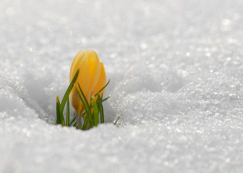 Лейла Соловушкина | Санкт-Петербург