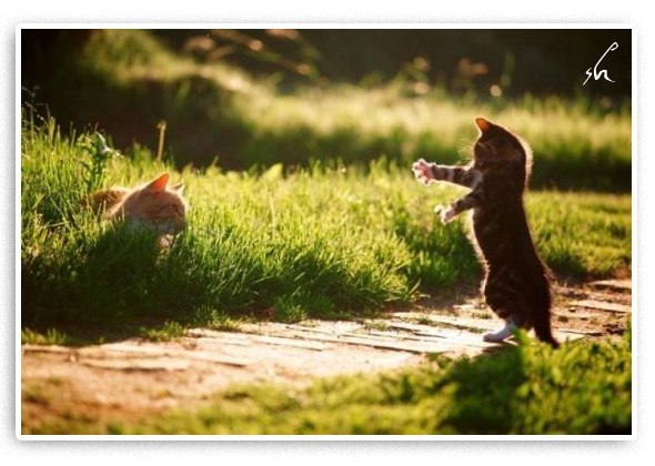 Ксюша Няша | Lyon