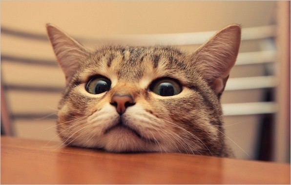 Нина Дашкова | Николаев