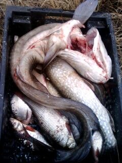 Александр Филиппов | Сыктывкар