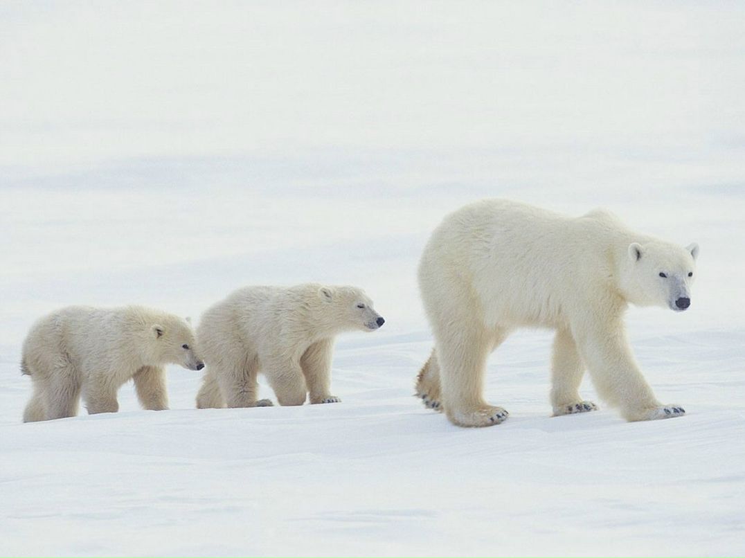 Тамара Синева | Москва