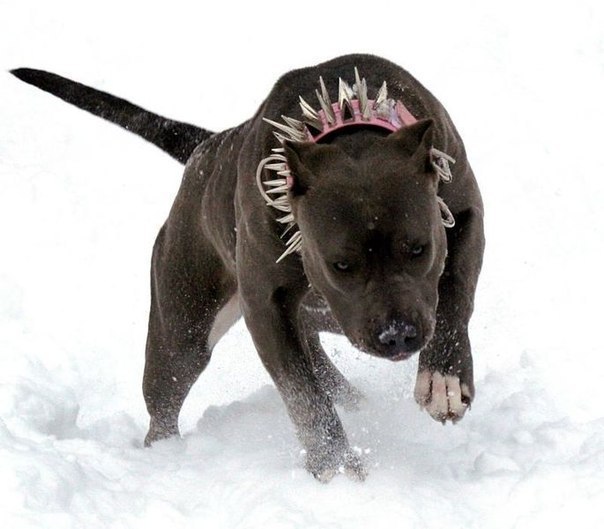 Алексей Раю | 