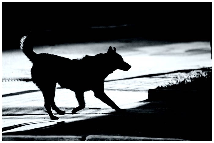 Аня Голенкова Собака | Ярославль