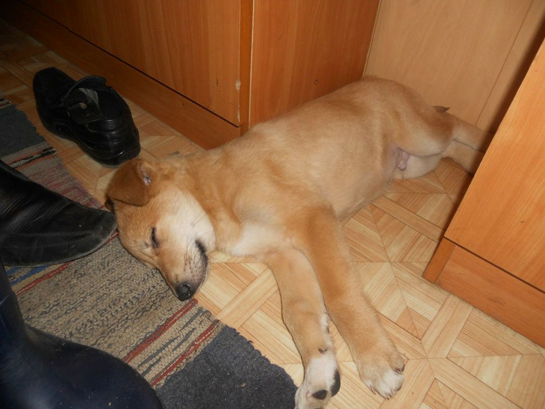 Маришка Шумилова (ЕГО МАЛЫШКА) | Вологда