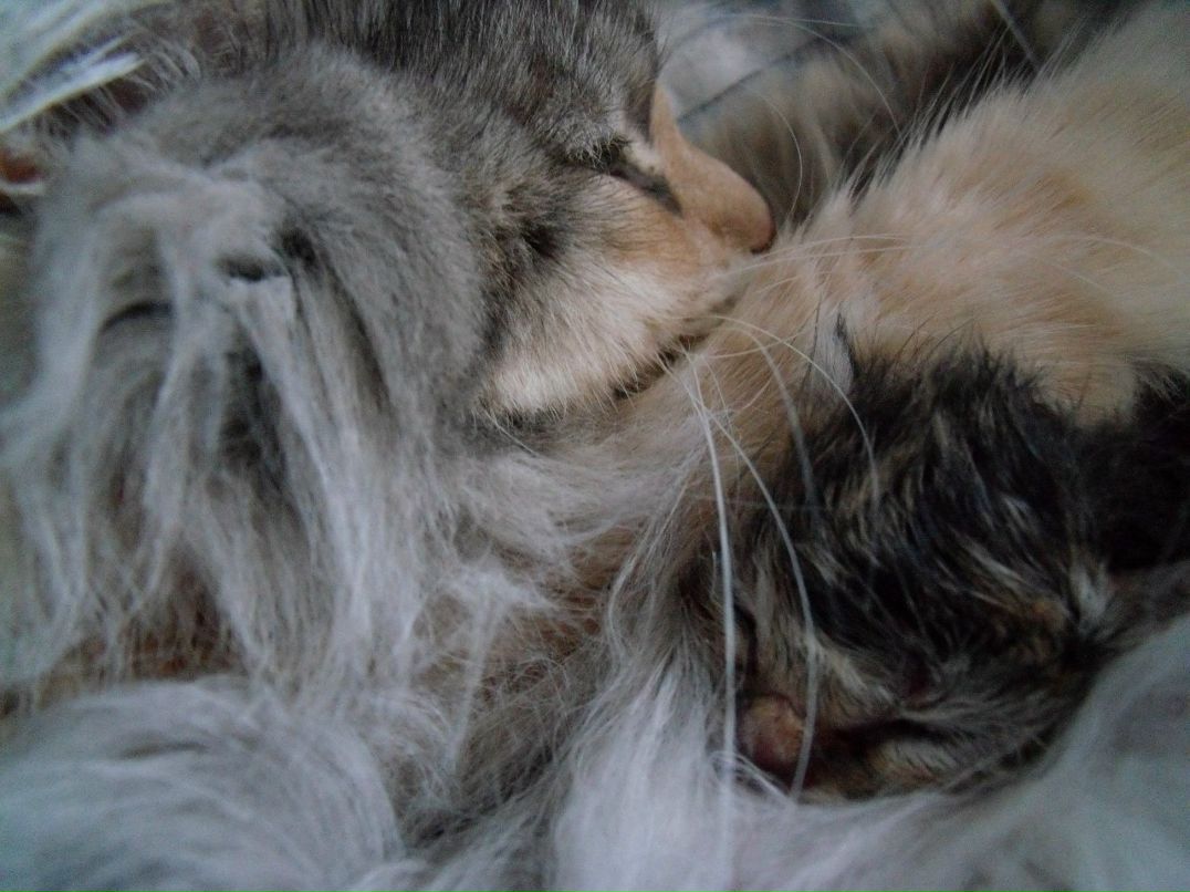 Екатерина Колье | Санкт-Петербург