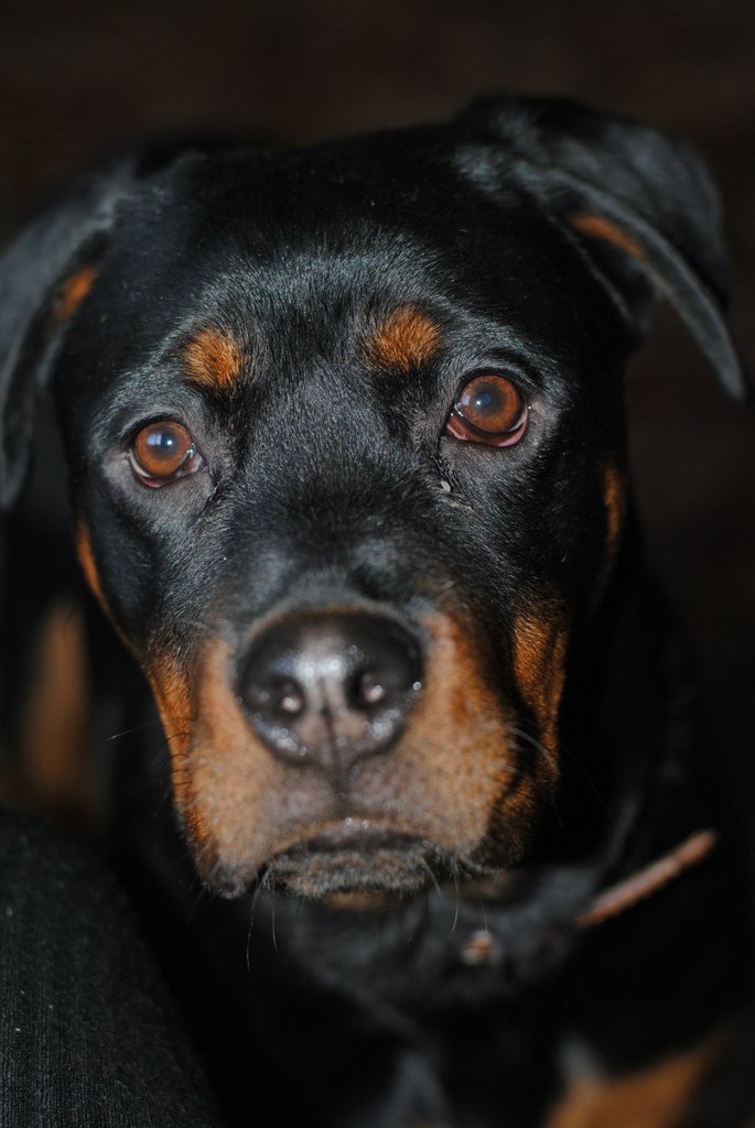 Макс Пашков | Санкт-Петербург