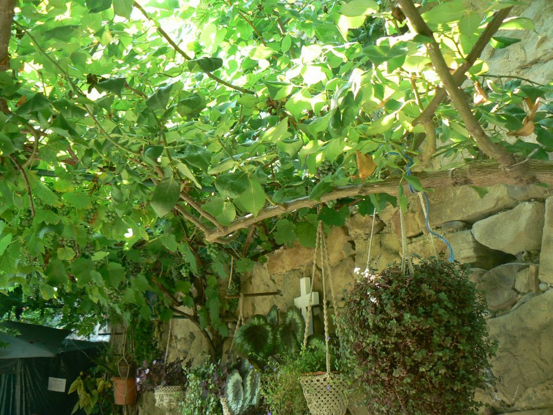 Дмитрий Квачантирадзе | Великий Новгород