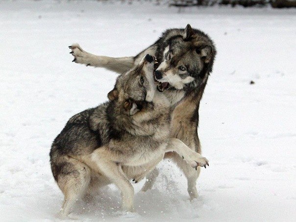 Bekhan Kartoev | Москва