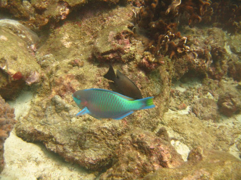 Alex Black ~*GoodTrip*~ | Москва