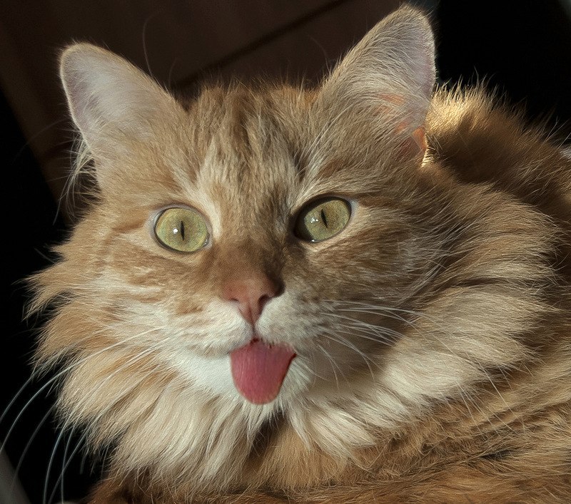 Кирилл Каракозов | Limassol