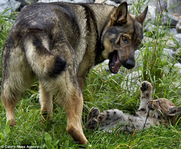 Александр Егоров | 