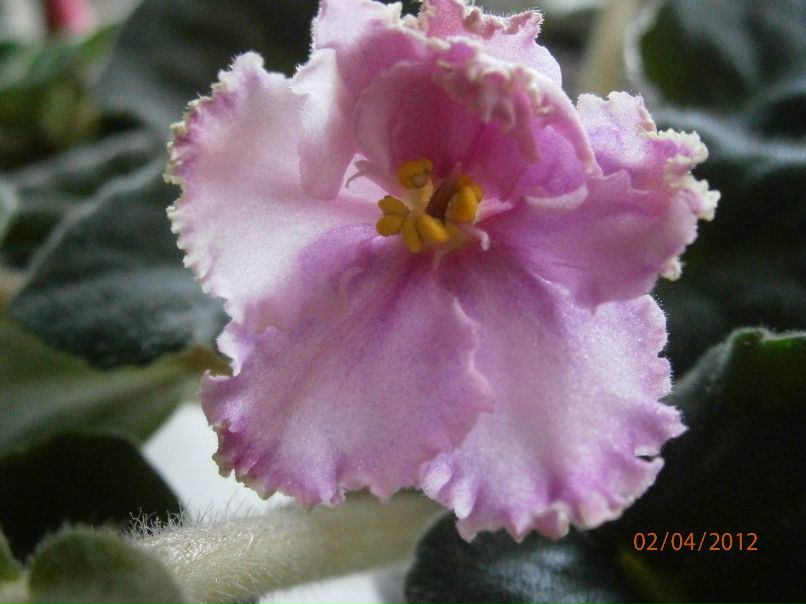 Анастасия Полторак | El Estor