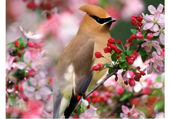 Юлия Коренюк | Сургут