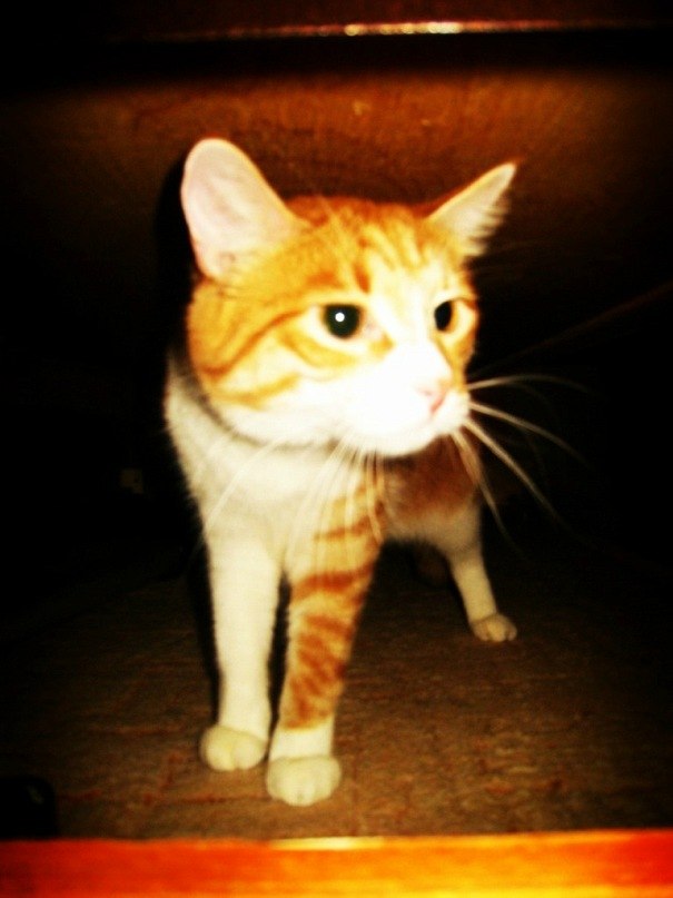 Ekaterina Golitsyna | Porto