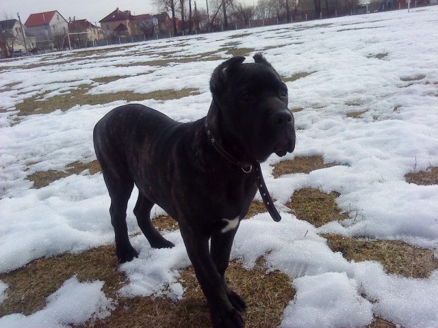 Виктория Кржиштофович | Киев